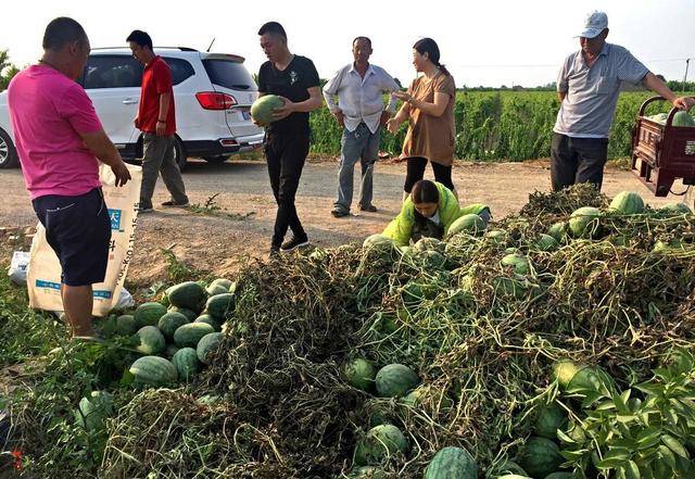 西瓜突然涨价 有收购商遭到一天三涨